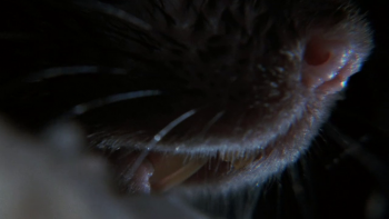 [Kép: c2b2d1230844625.jpg]