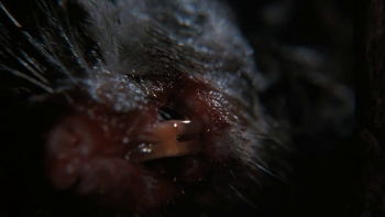 [Kép: db1fc8230844642.jpg]