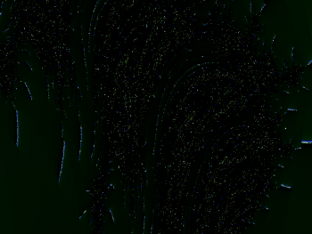 ImageBam image upload