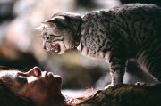 Женщина-кошка / Catwoman (Холли Берри, 2004) 69a830286223561