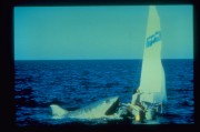 Челюсти 2 / Jaws 2 (1978)  B9aa70403144057